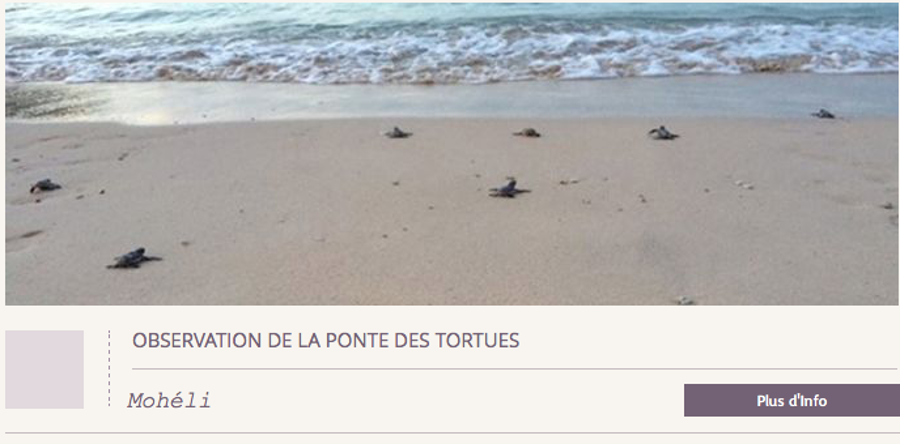 OBSERVATION DE LA PONTE DES TORTUES